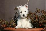 WESTIE 330